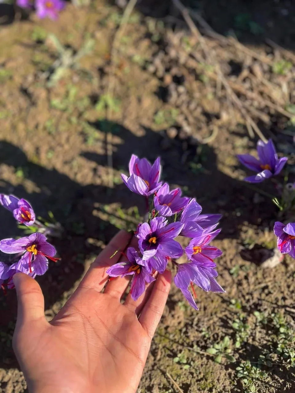 Freshly picked saffron crocus flowers with their crimson stigmas