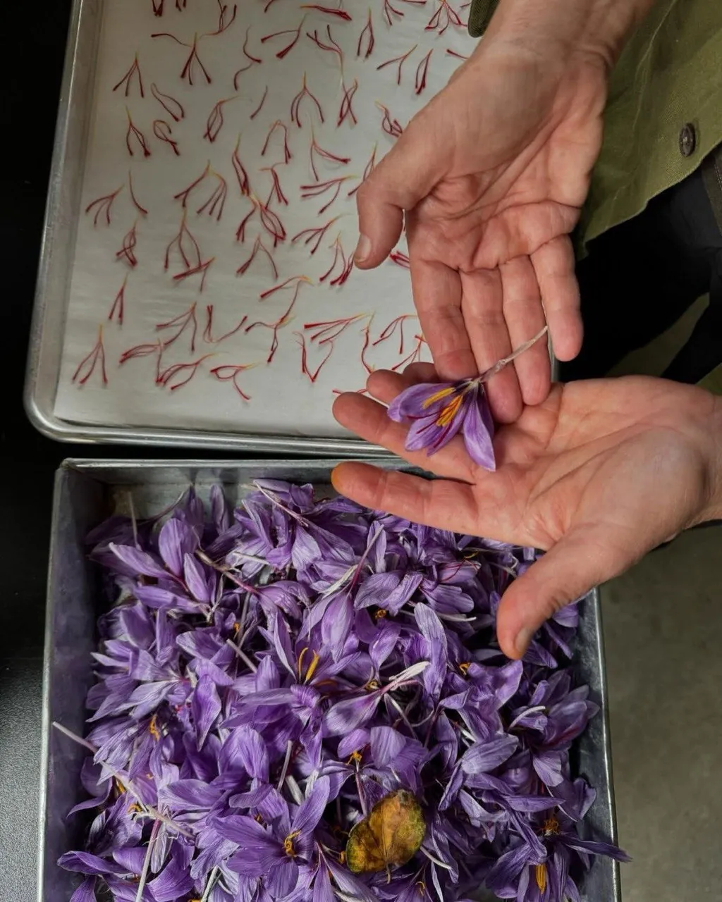 Separating saffron stigmas by hand
