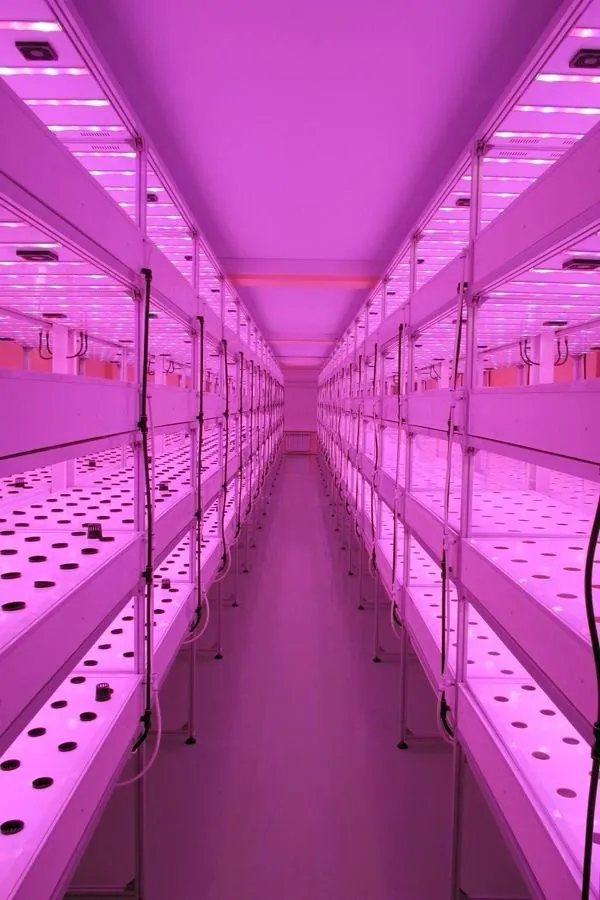 Indoor growing racks under LED light