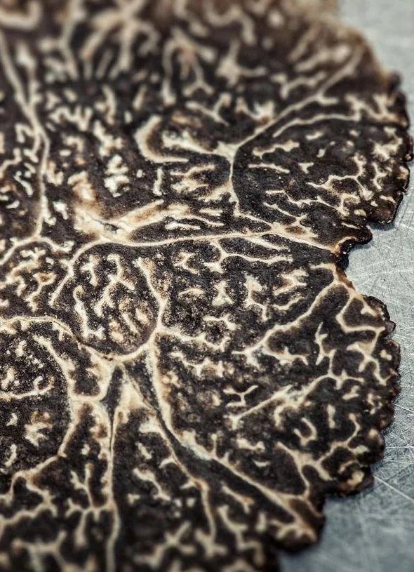 Freshly harvested Tuber melanosporum black truffle on natural soil background, illustrating premium provenance