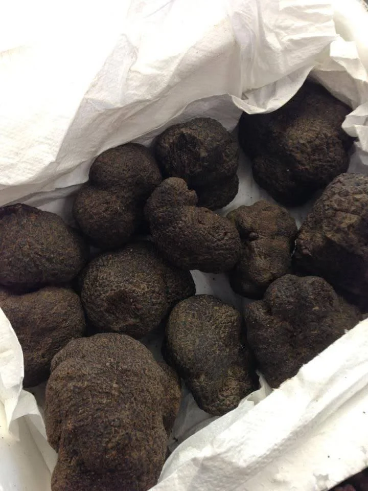 Freshly harvested Tuber melanosporum black truffle on natural soil background, illustrating premium provenance